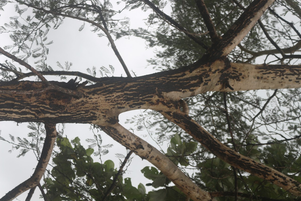 Vachellia leucophloea (Roxb.) Maslin, Seigler & Ebinger